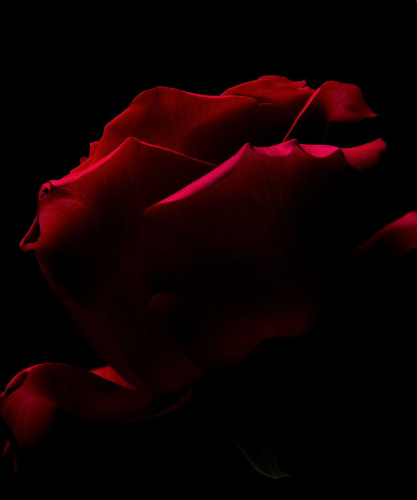 Photographie d’une rose rouge émergeant de l’ombre sur fond noir, révélant la délicatesse des pétales et la force du vivant, par Olivier D’Auria.